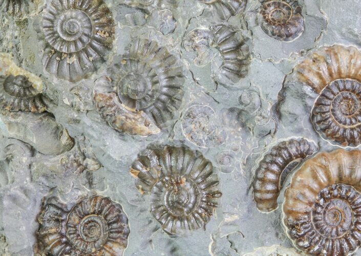 Ammonite Fossil Slab - Marston Magna Marble #63489